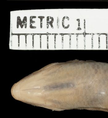 Media type: image; Herpetology R-7677   Aspect: head ventral